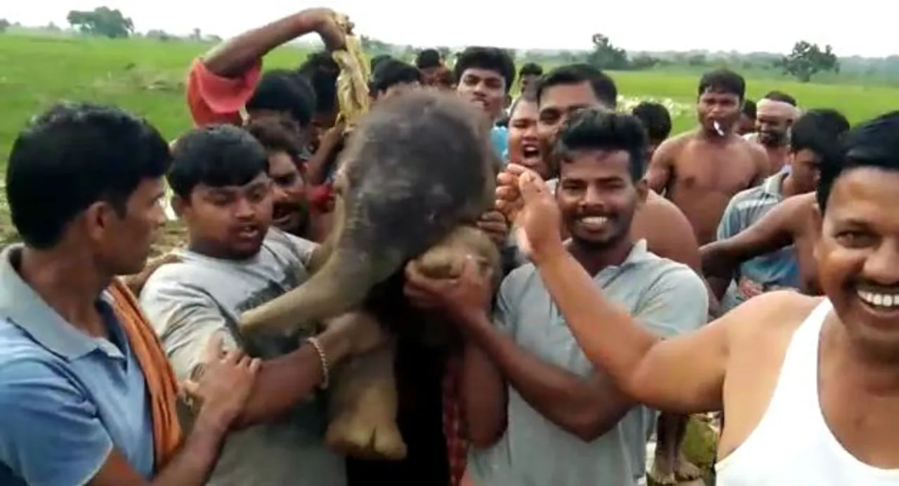  Elephant calf rescued by locals in Odisha's Athagarh