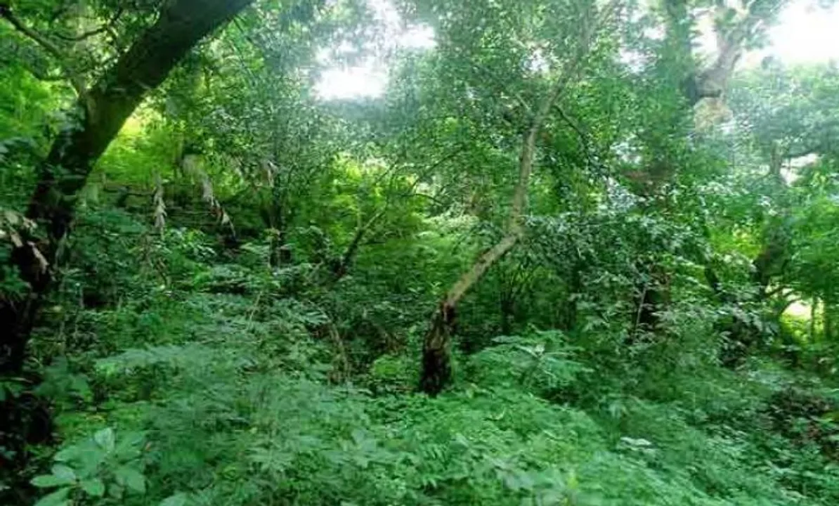  3000 saplings to be planted to expand green cover in Odisha capital
