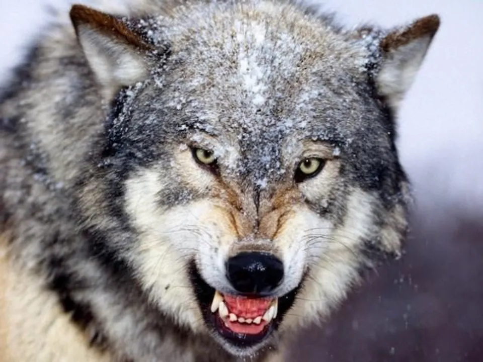  Odisha zoo to get grey wolves from Mysore soon