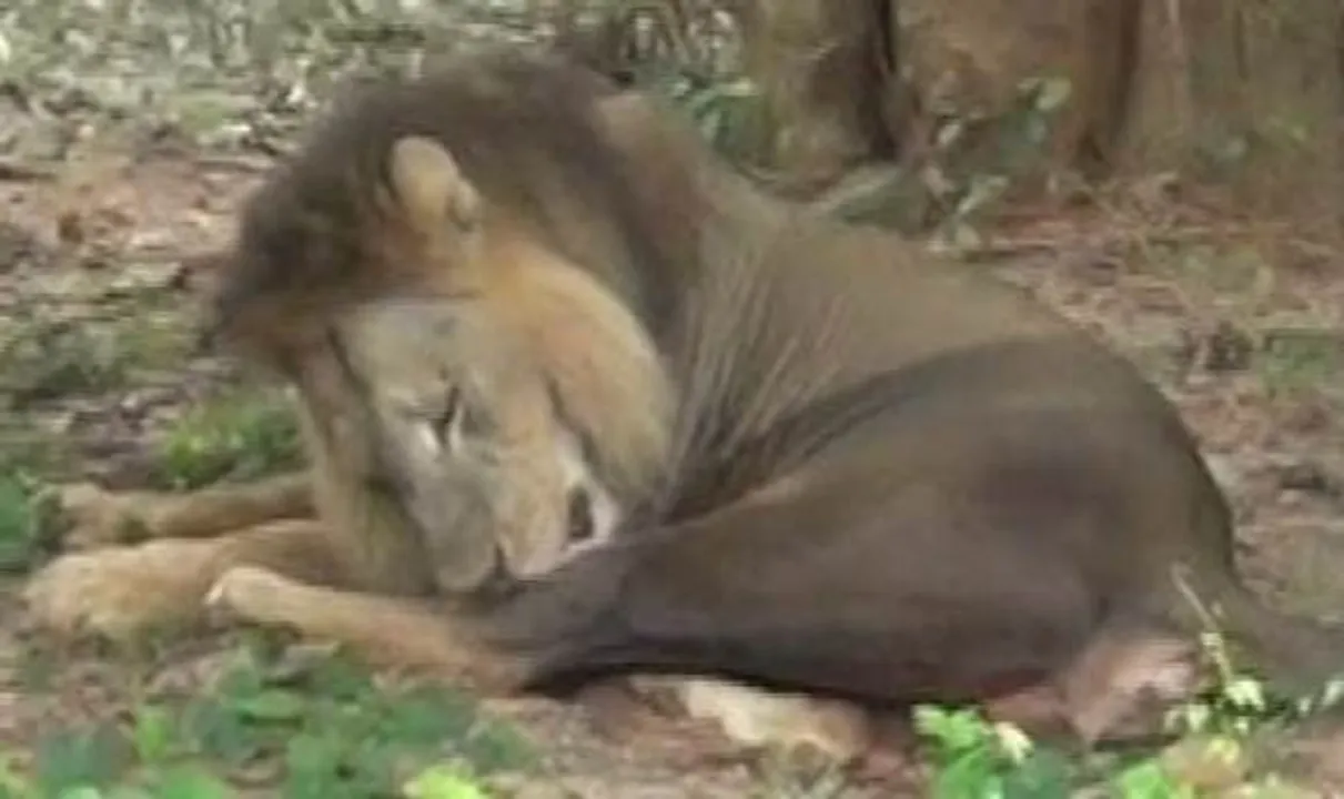  One more African lion dies at Nandankanan