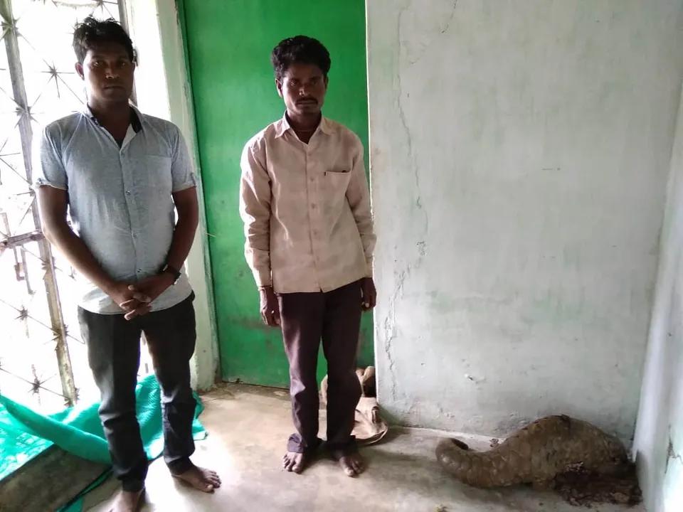  Inter-state pangolin smuggling racket busted in Odisha, two held