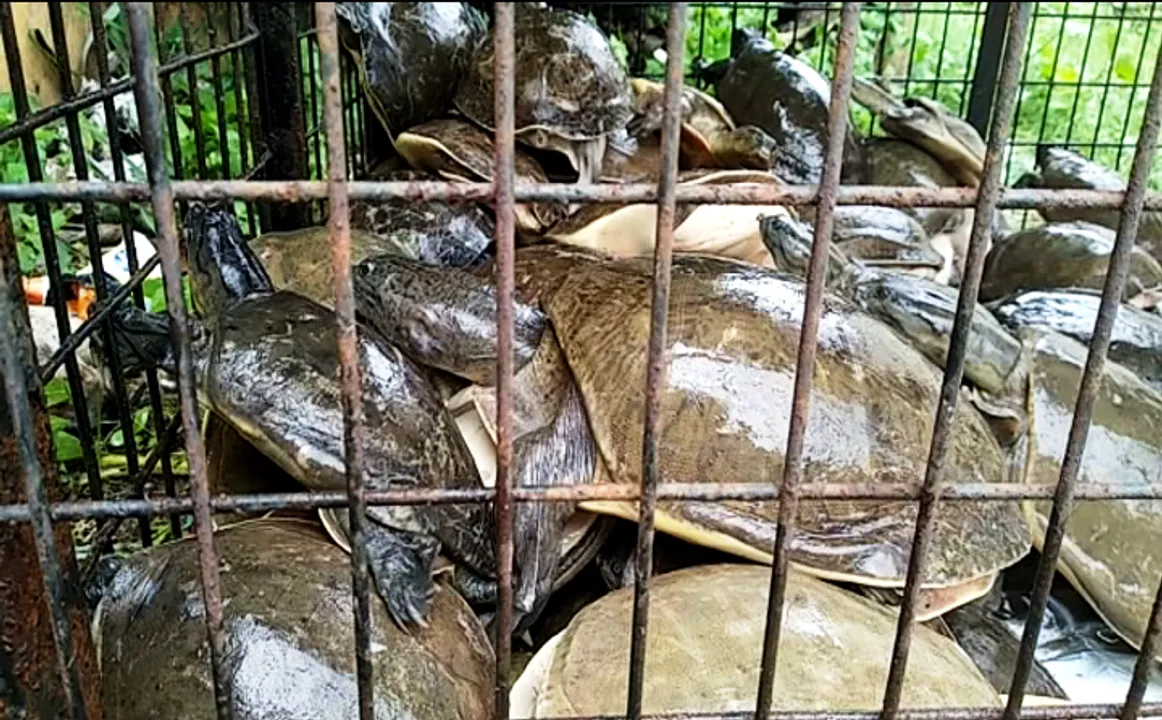  91 turtles seized; 2 arrested in Balasore