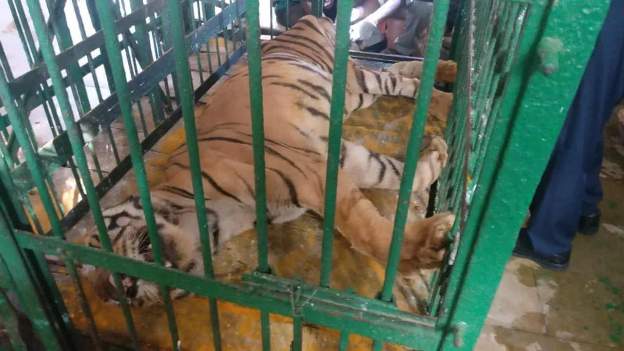  After bear, Royal Bengal tiger dies at Nandankanan