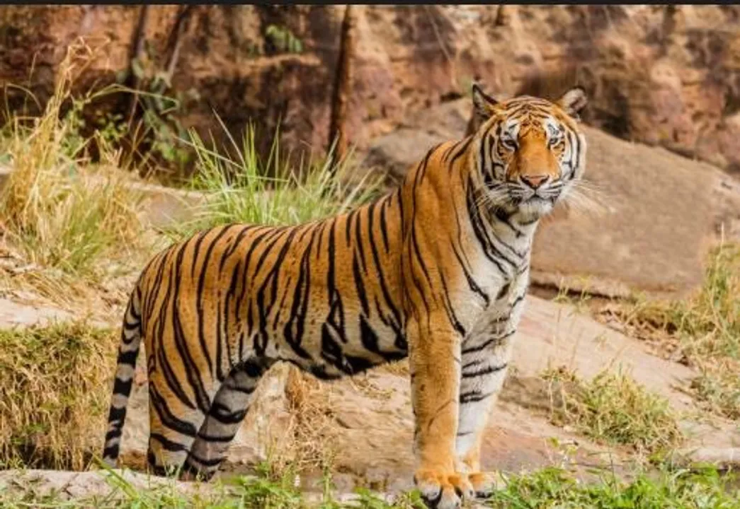  Efforts for tranquilizing ‘Sundari’ tigress continues in Odisha