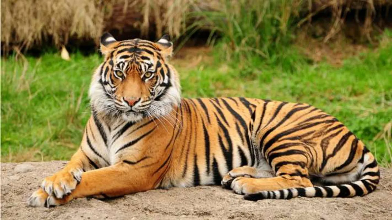  MP to send experts to capture tigress Sundari in Odisha