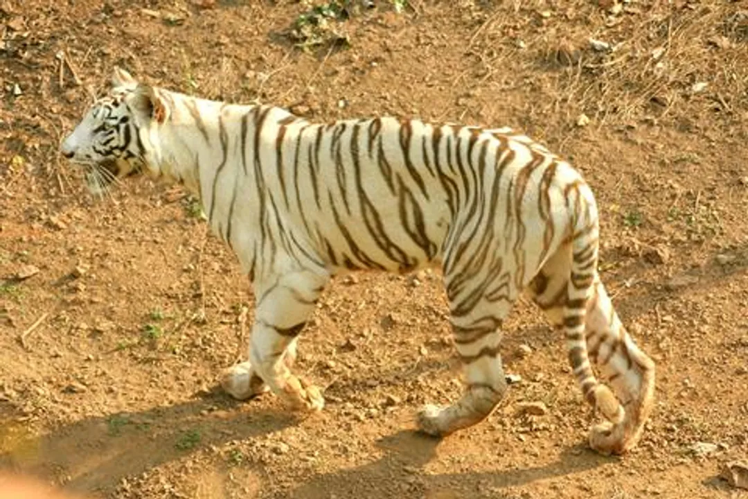  White tigress Bijaya dies at Nandankanan Zoo