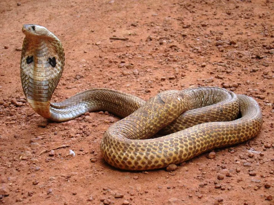  Plaint against TV channel for using cobra in Odia serial