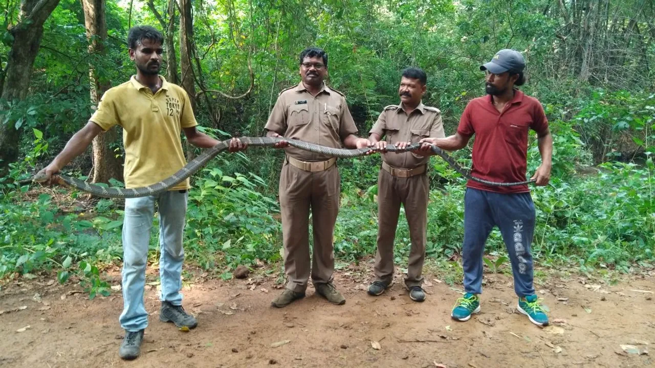  14-ft-long king cobra rescued in Odisha. Watch here