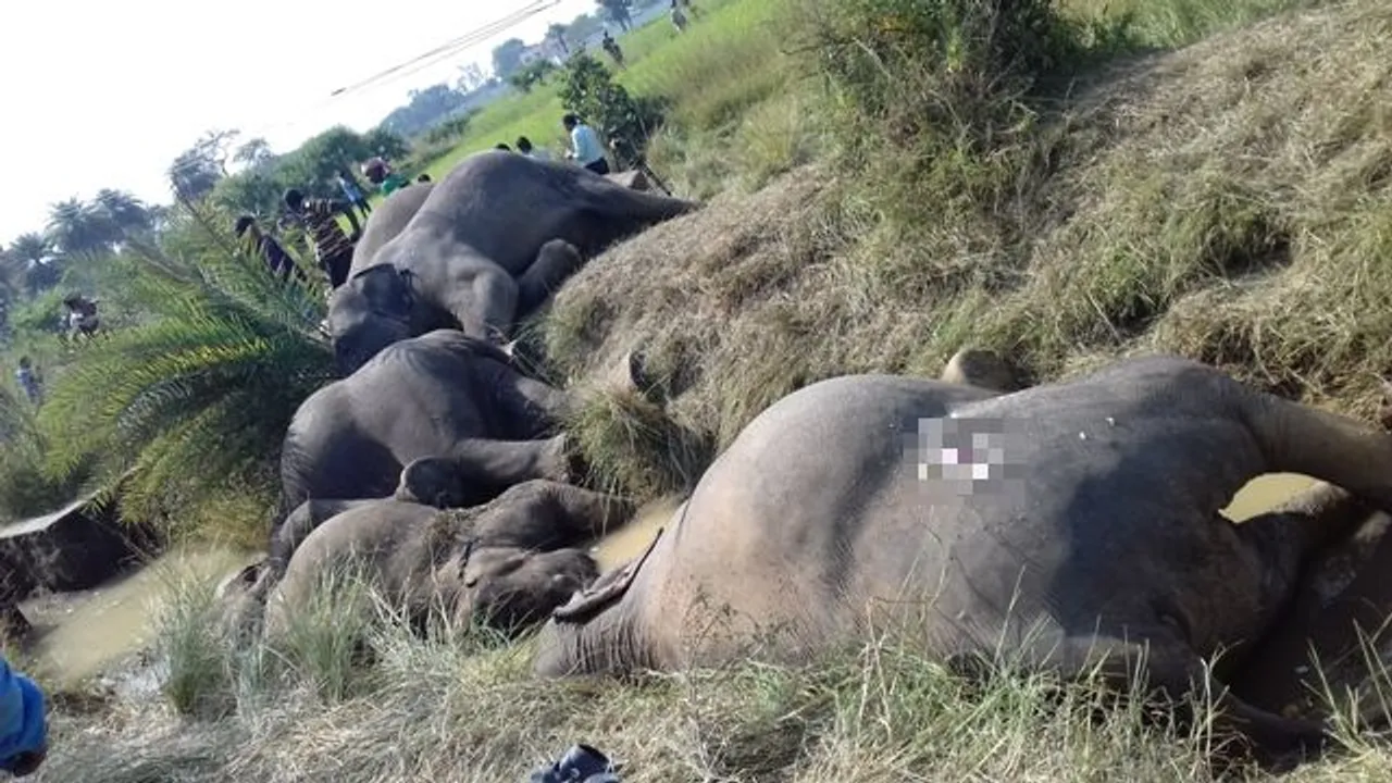 Odisha CM orders Crime Branch probe into electrocution of 7 elephants