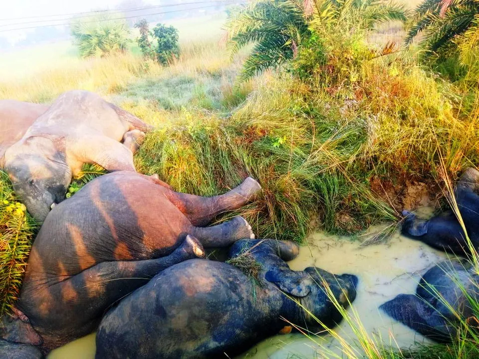  7 elephants electrocuted in Odisha; PCCF blames CESU for mishap