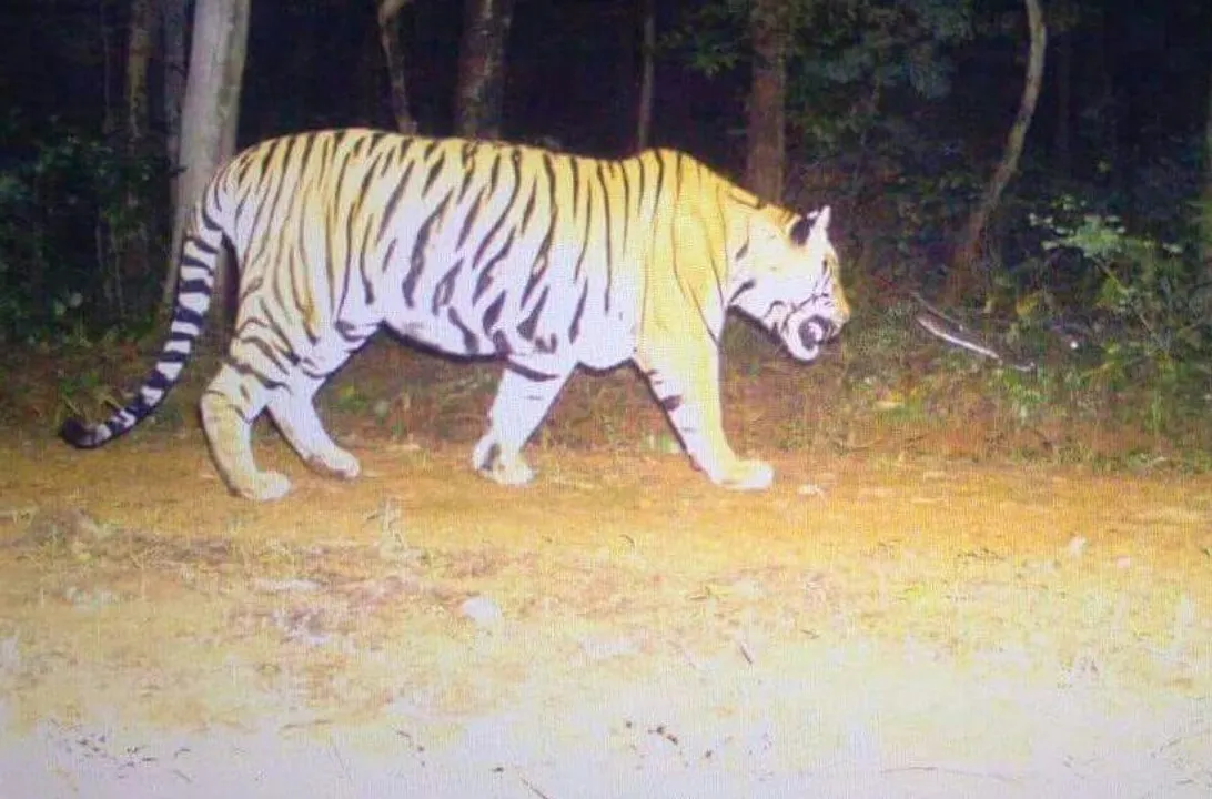  Movements of tiger captured on camera installed in forest before poaching. 