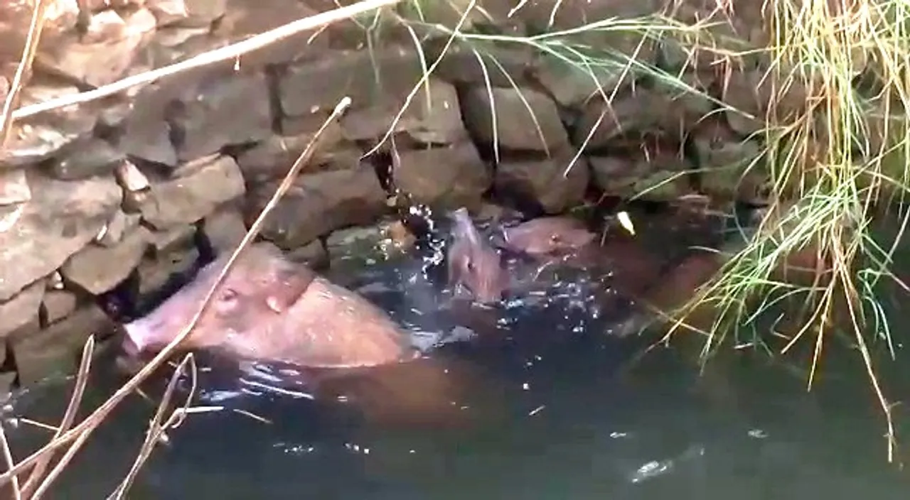  Six boars fall into well in Sonepur, fished out