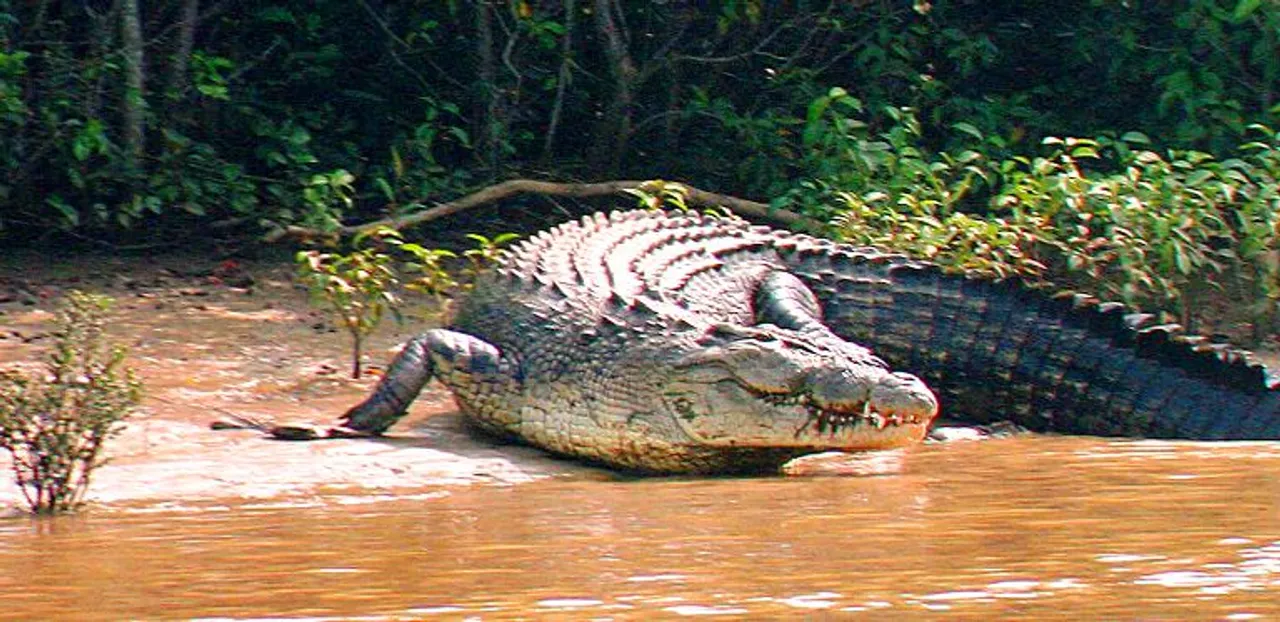  Close shave for woman in crocodile attack in Odisha’s Kendrapara