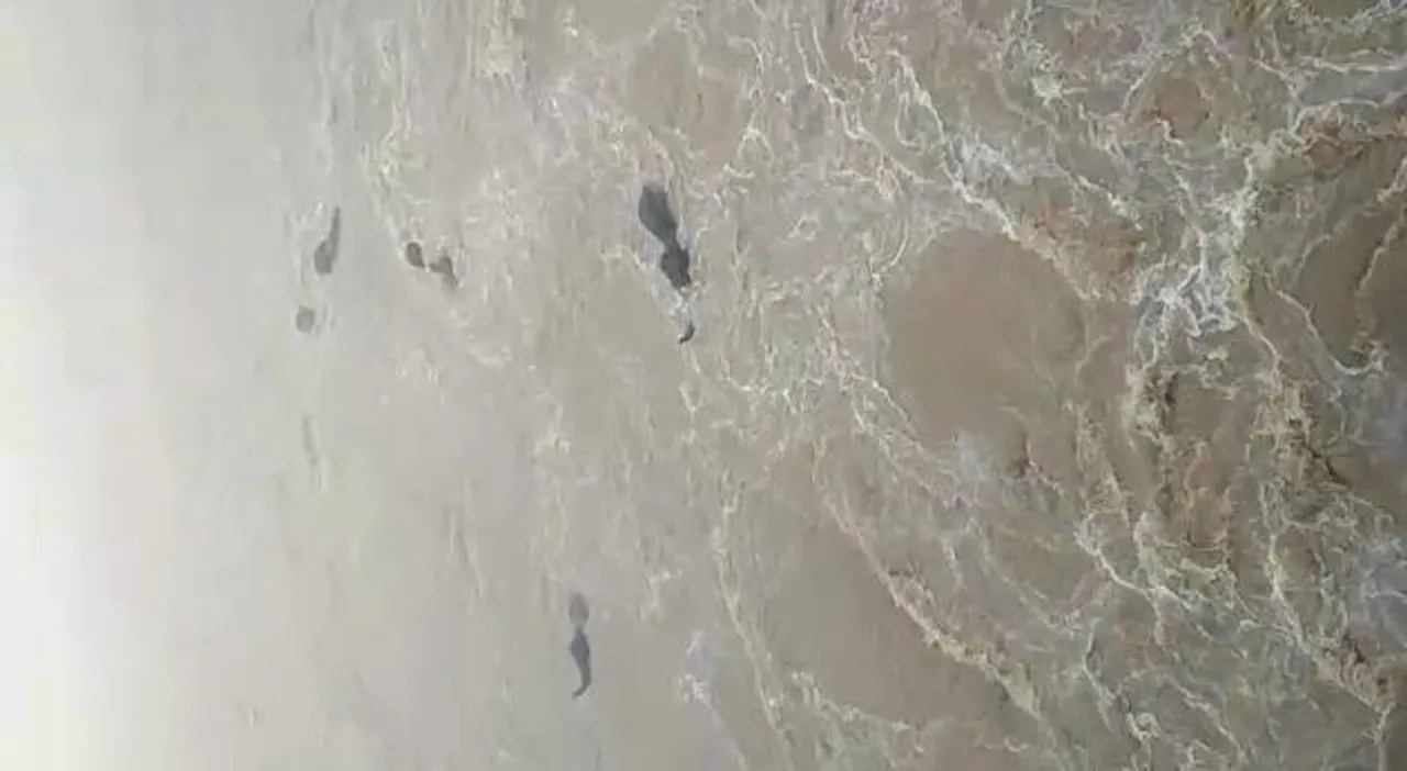  Five elephants swept away in Mahanadi in Odisha's Cuttack