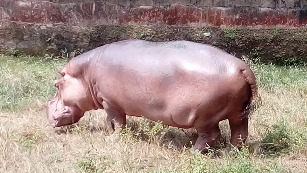  Two hippos sent to Chhattisgarh from Odisha's Nandankanan