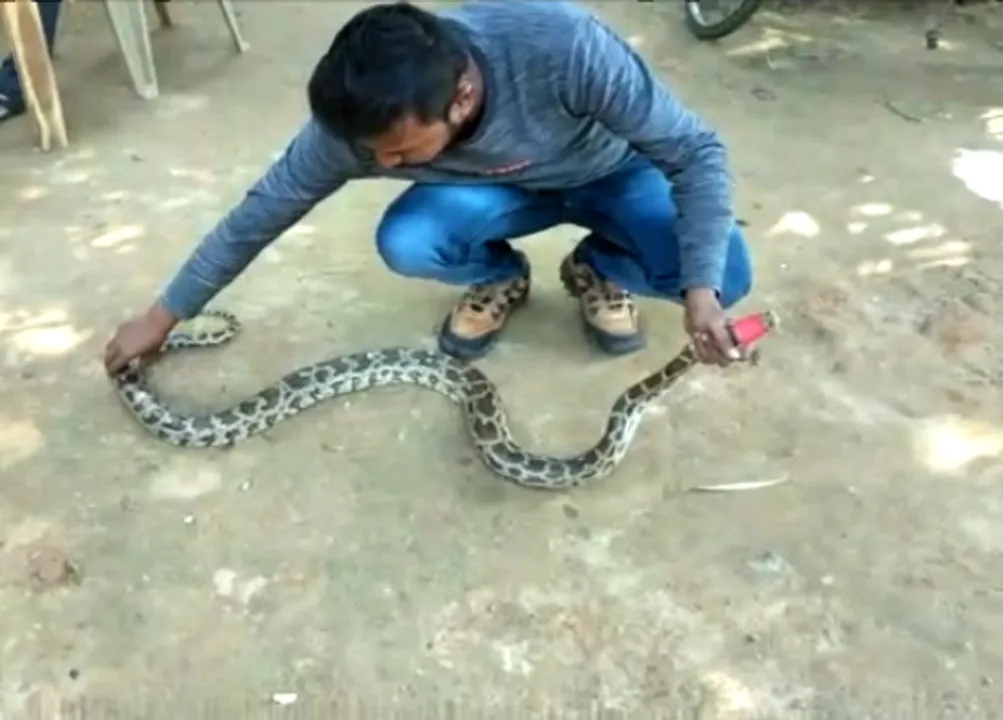  Python with tape wrapped around mouth rescued from canal in Baripada