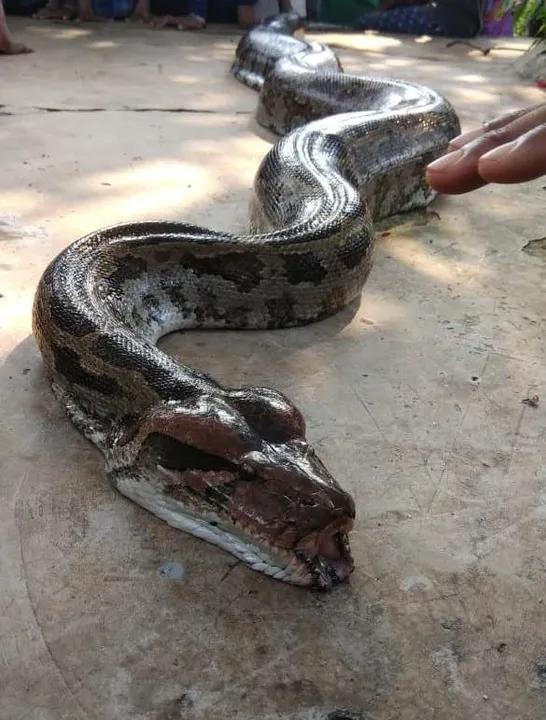  Watch: 20-ft-long python rescued in Odisha's Jajpur