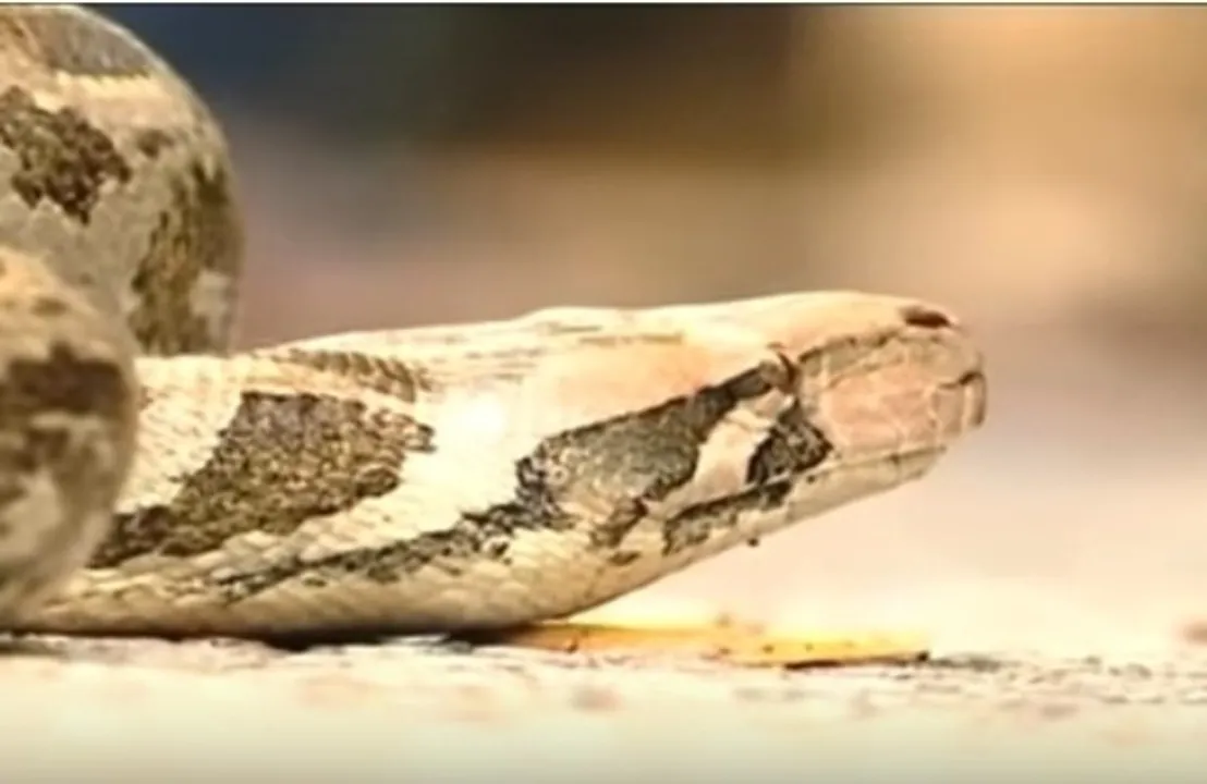  Watch: 7-ft-long python rescued from hospital in Malkangiri