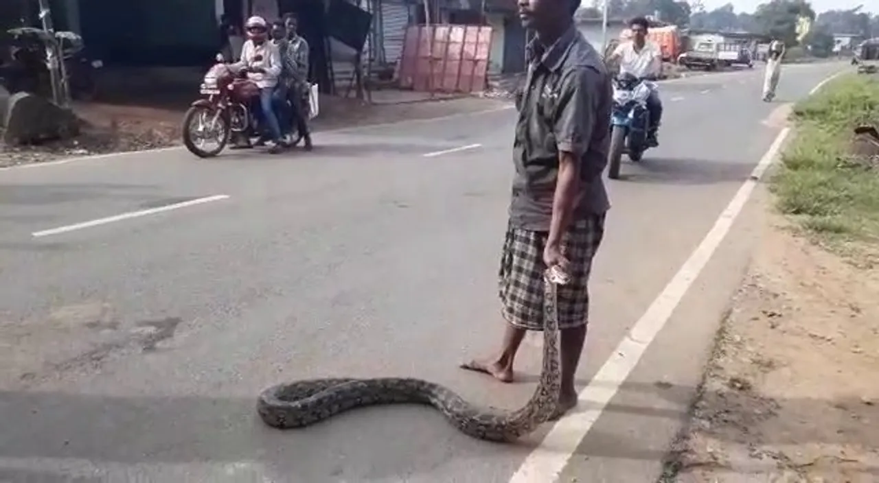  12-ft-long python rescued from kitchen in Odisha's Malkangiri