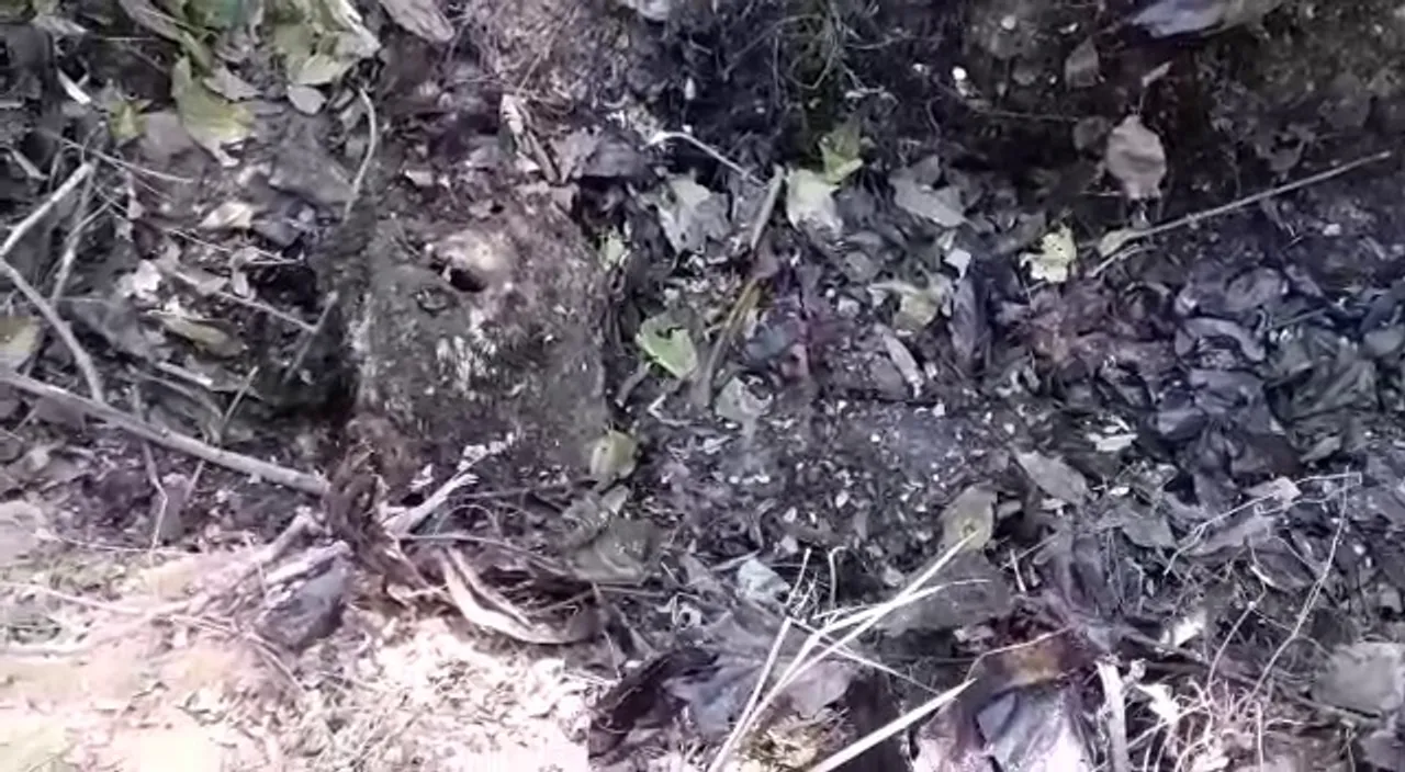  Shocking! Carcass of Royal Bengal tiger found in Bargarh forest