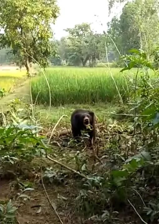  Wild bear gets stuck in trap in Odisha forest, rescue op on