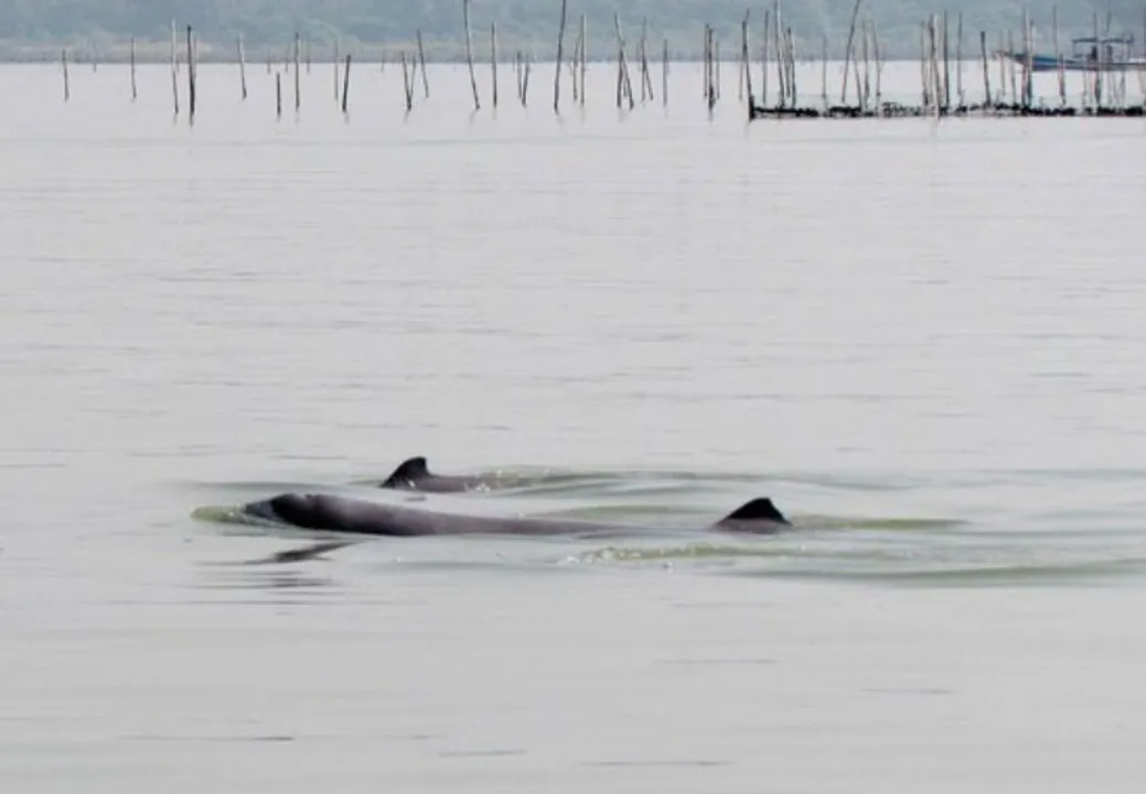  IIT Madras' dredging methodology to triple Irrawaddy Dolphin population in Chilika Lake