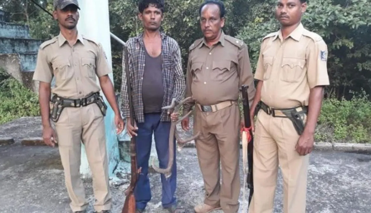  Elephant poacher nabbed, confesses to have killed four tuskers in Odisha