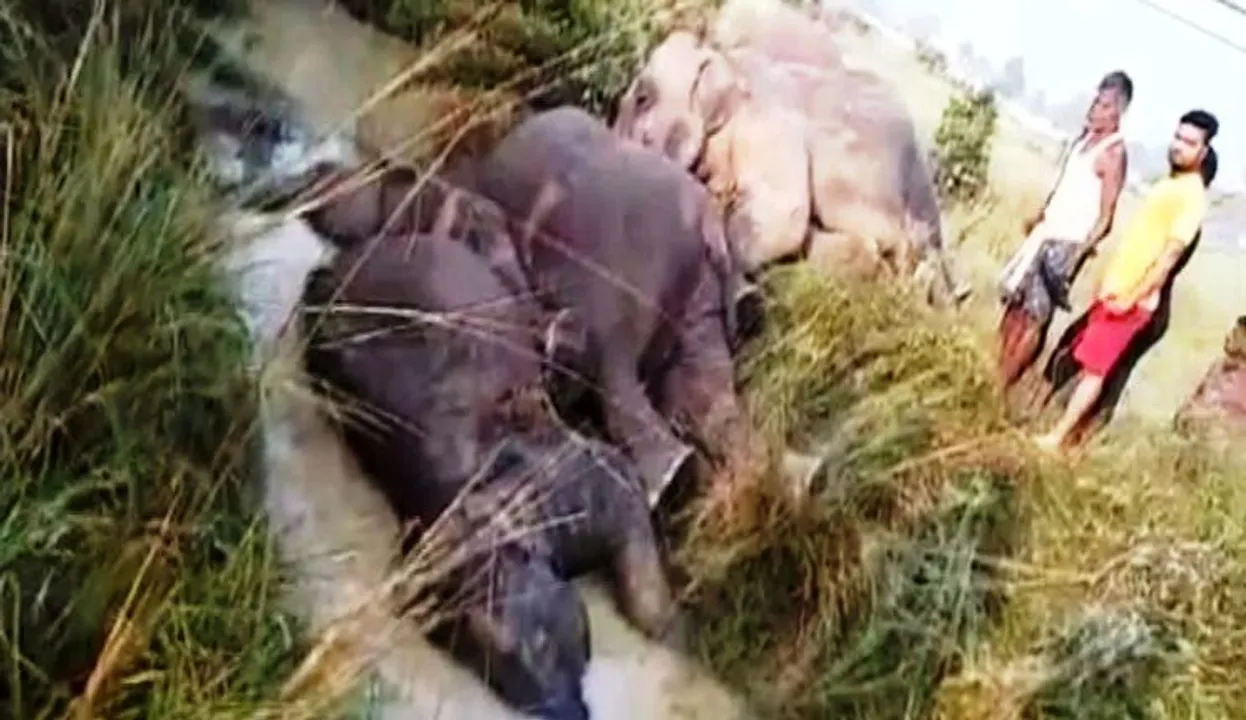  Jumbo deaths: CESU official among 3 arrested in Odisha