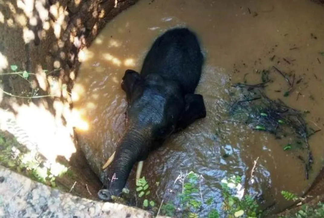  Tusker falls into abandoned well in Dhenkanal. Watch video