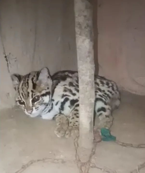  Leopard cub rescued from Odisha village