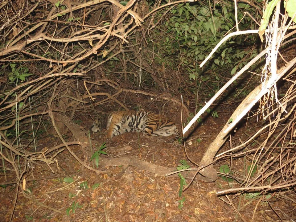  Tiger ‘Mahabir’ died due to infection, multiple organ failure: Odisha official
