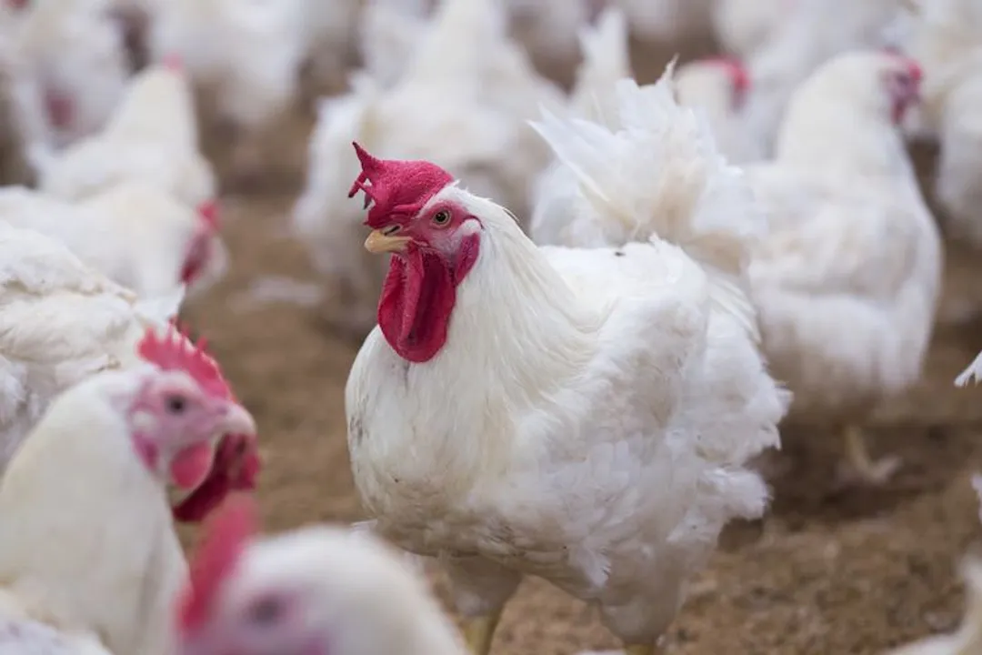  Bird flu scare in Odisha block, egg off MDM menu