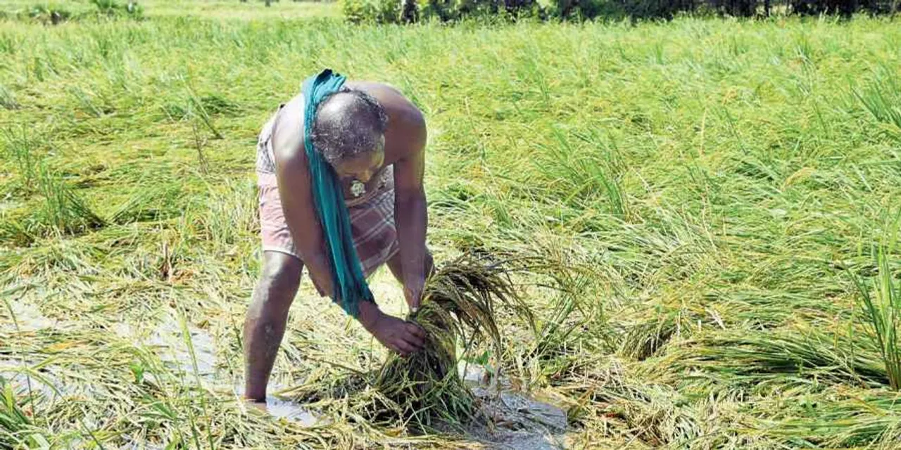  Cyclone Phethai: Odisha Collectors asked to submit crop damage report