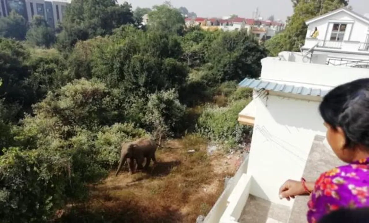  Elephant strays into Odisha's Cuttack city
