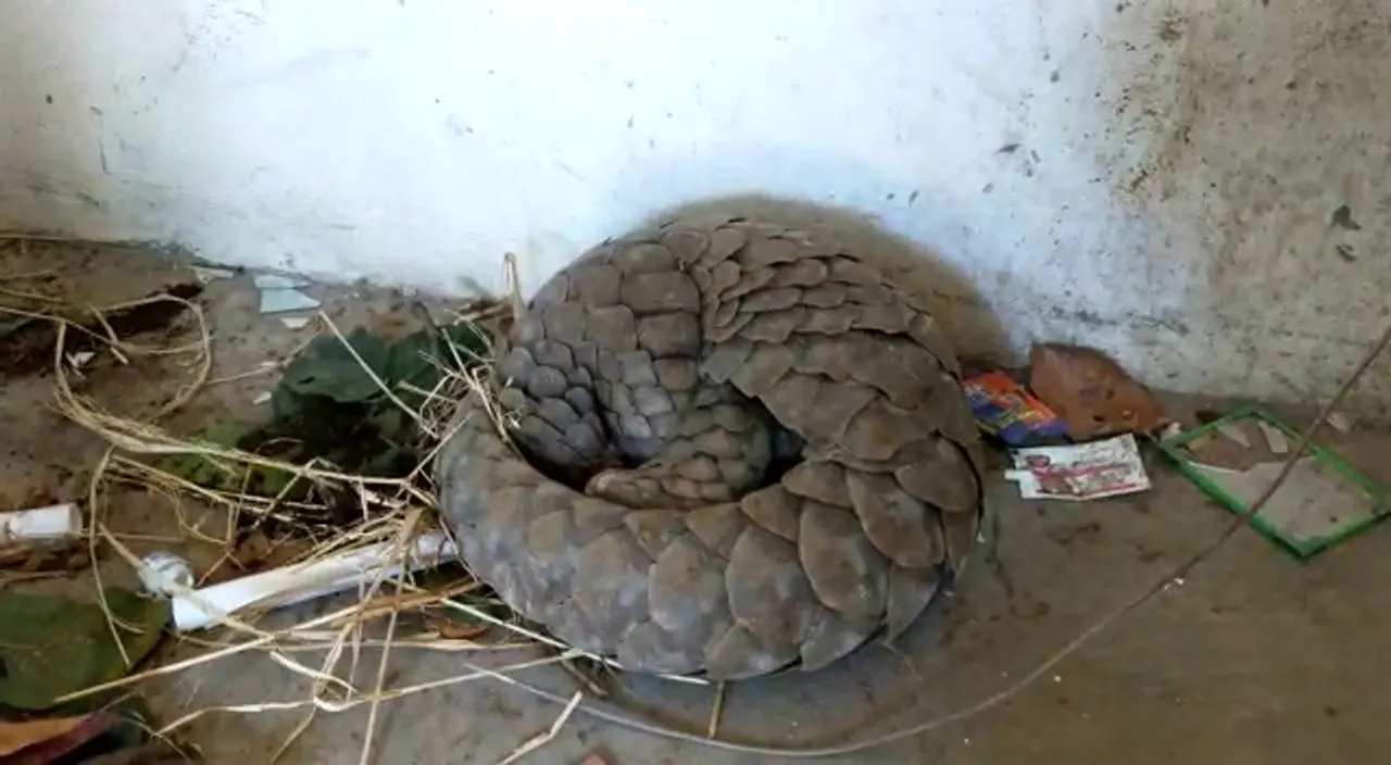  Wildlife trafficking busted in Odisha; pangolin rescued, two held