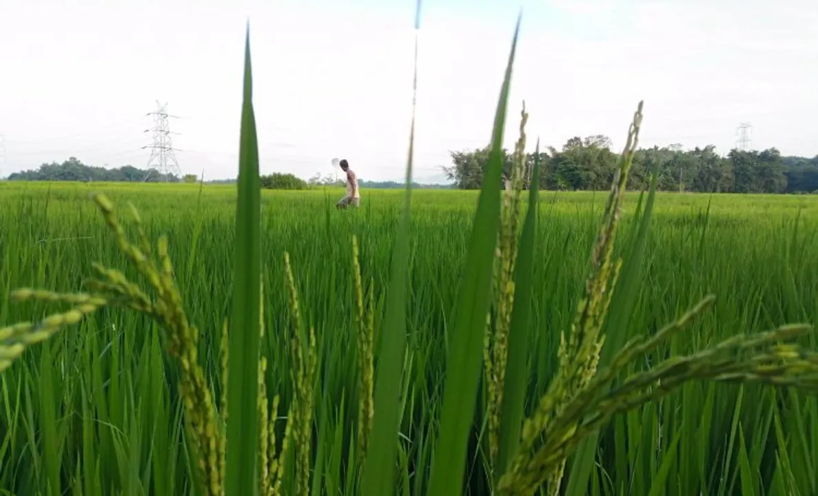  Odisha declares 10456 hectares as pest-affected, orders relief measures