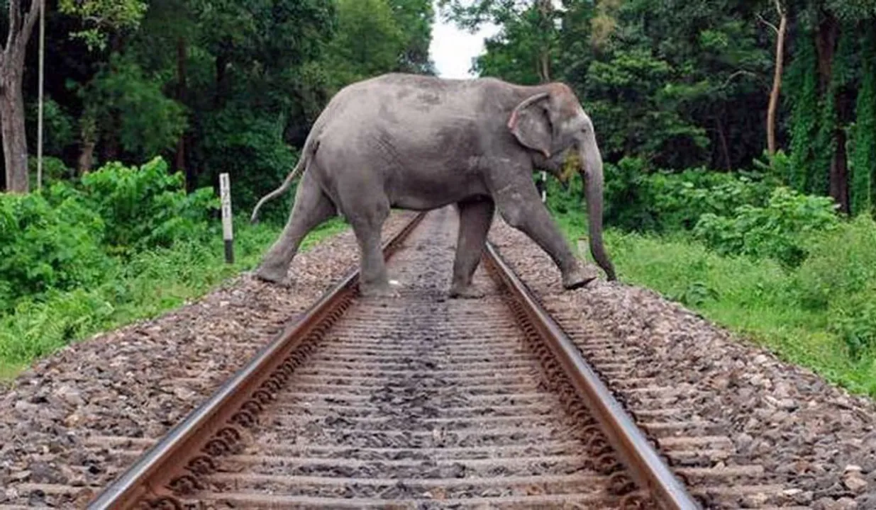  Odisha: ‘Honey bee’ device to protect elephants from getting hit on rail tracks  