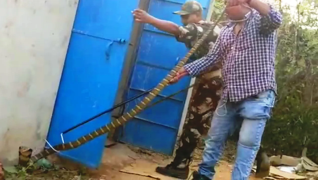  10-feet-long King Cobra rescued from house in Cuttack 