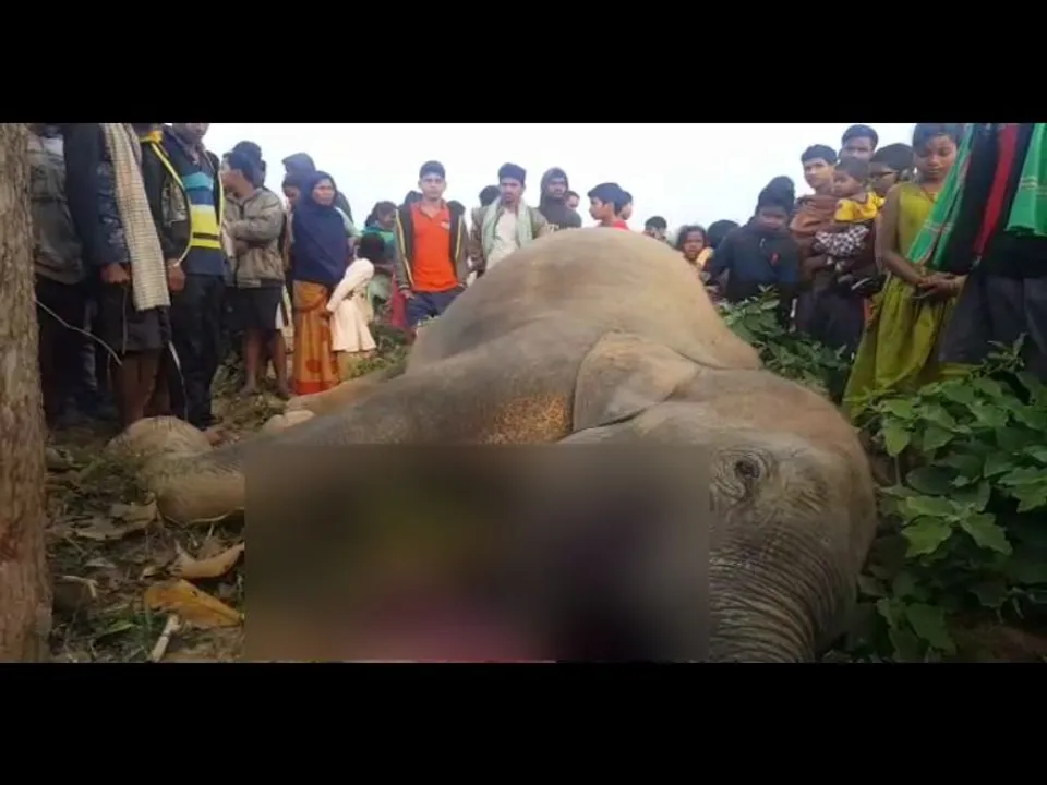  Female elephant found dead in Odisha's Athagarh