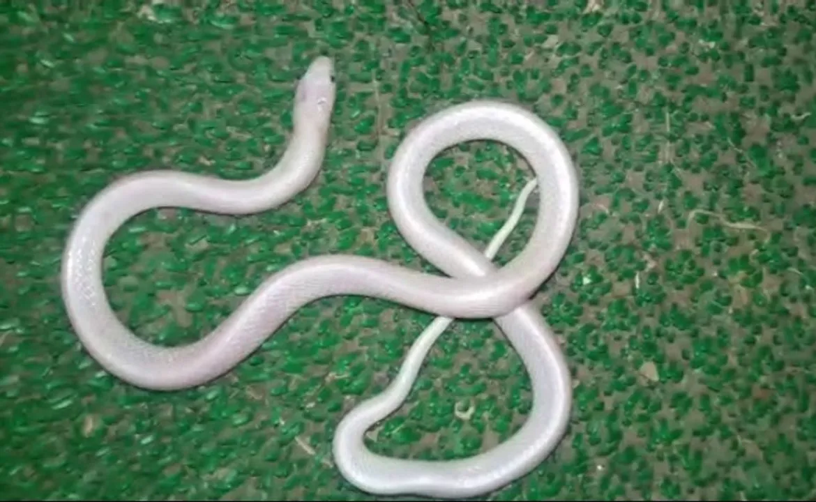  Rare white snake found in Odisha capital. Here're pics