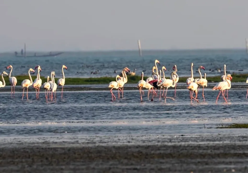  Odisha: 2nd National Chilika Bird Festival kicks-off