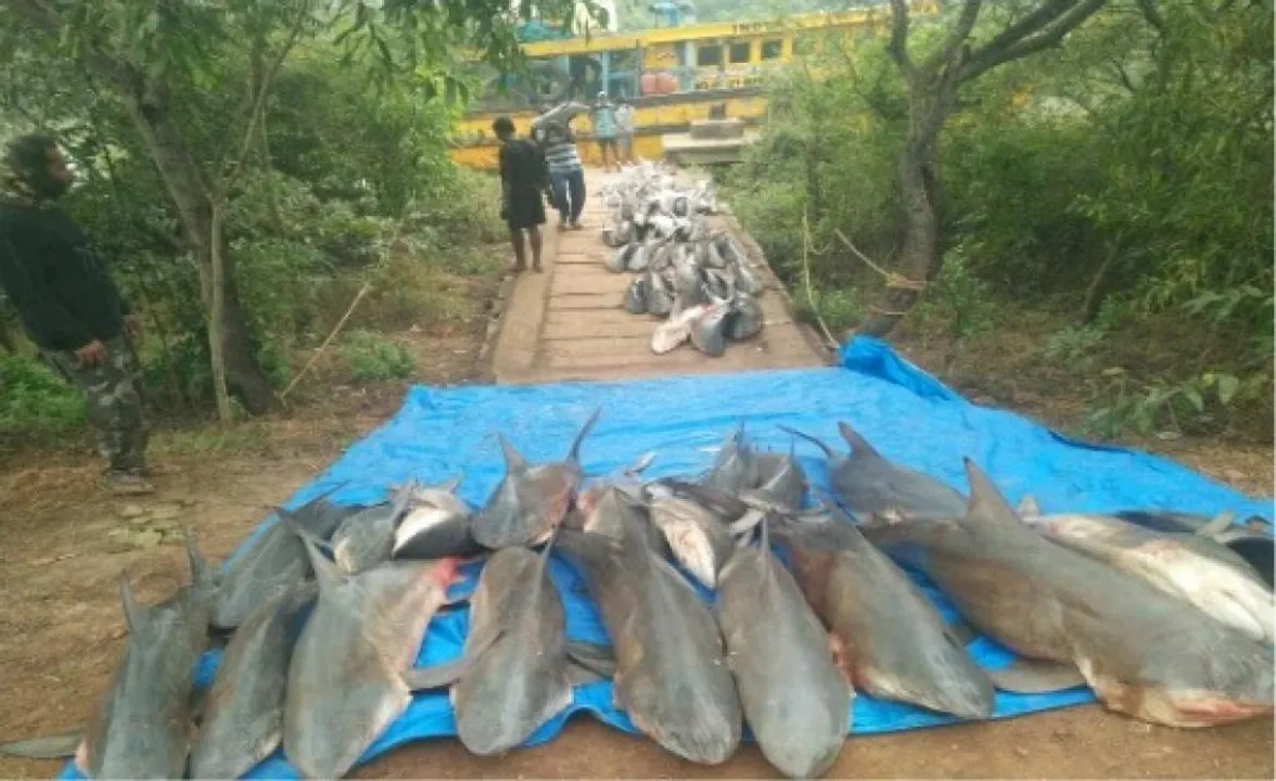  Odisha: Over 250 endangered sharks seized, 7 arrested