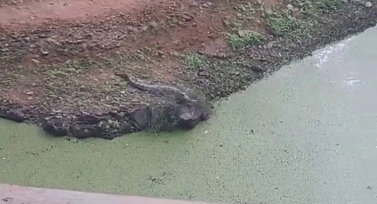  Shocking! Baby crocodile spotted inside tiger enclosure at Odisha zoo