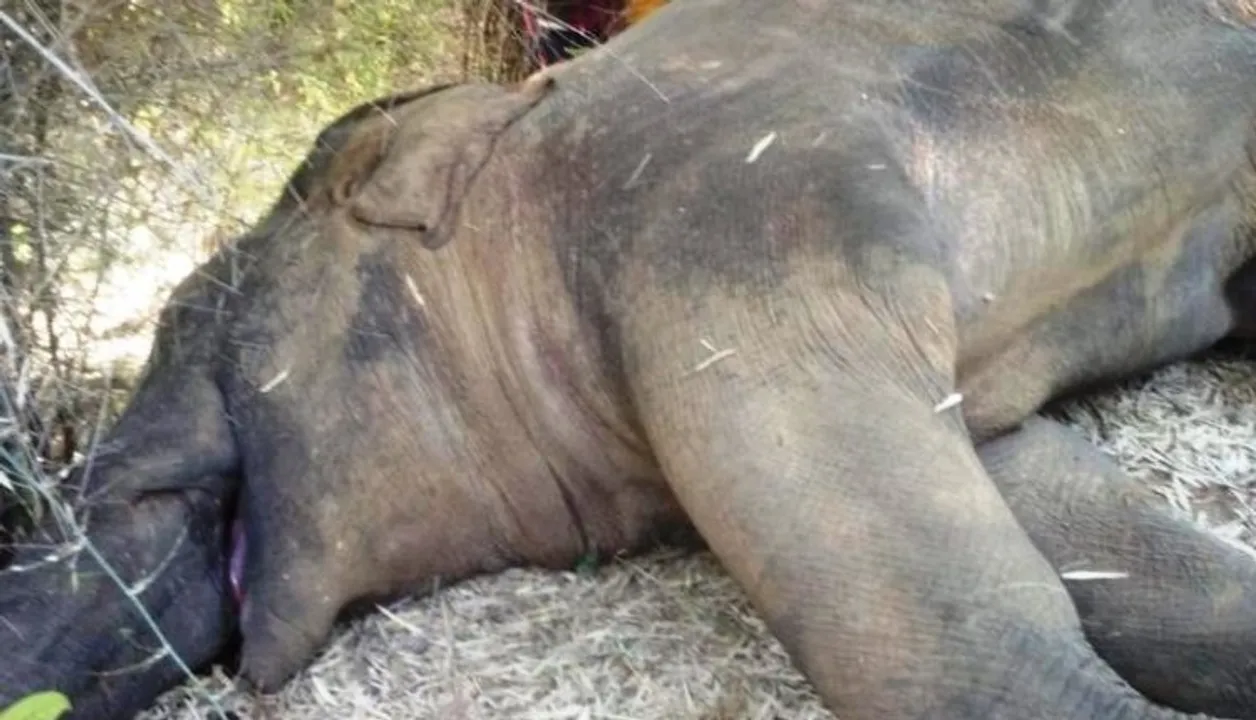  One more elephant electrocuted to death in Dhenkanal