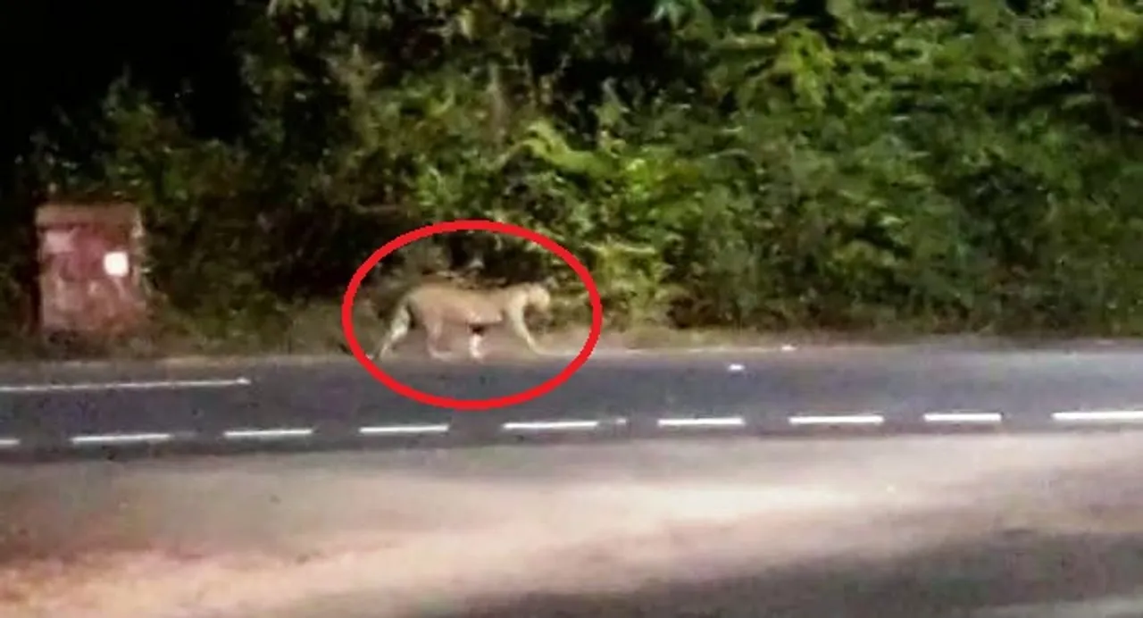 Watch Video: Leopard spotted roaming on road in Odisha's Balangir