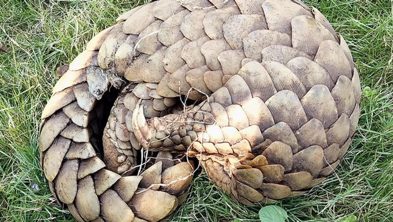  Rare pangolin seized; 8 detained in Odisha’s Malkangiri