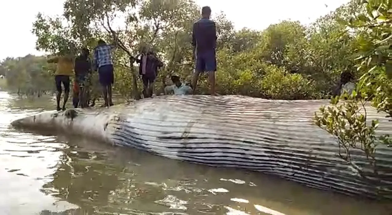  Carcass of giant whale found floating in Odisha river; see pics