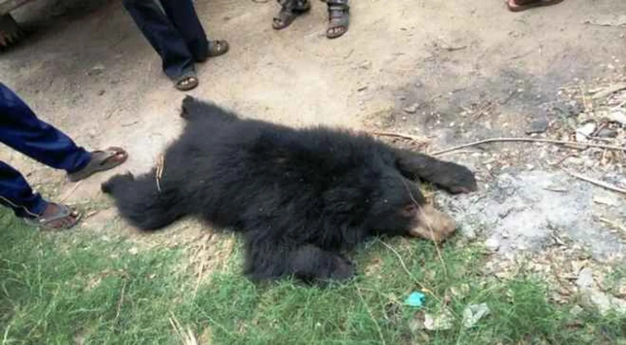  Two wild bears found dead in Odisha’s Balasore  