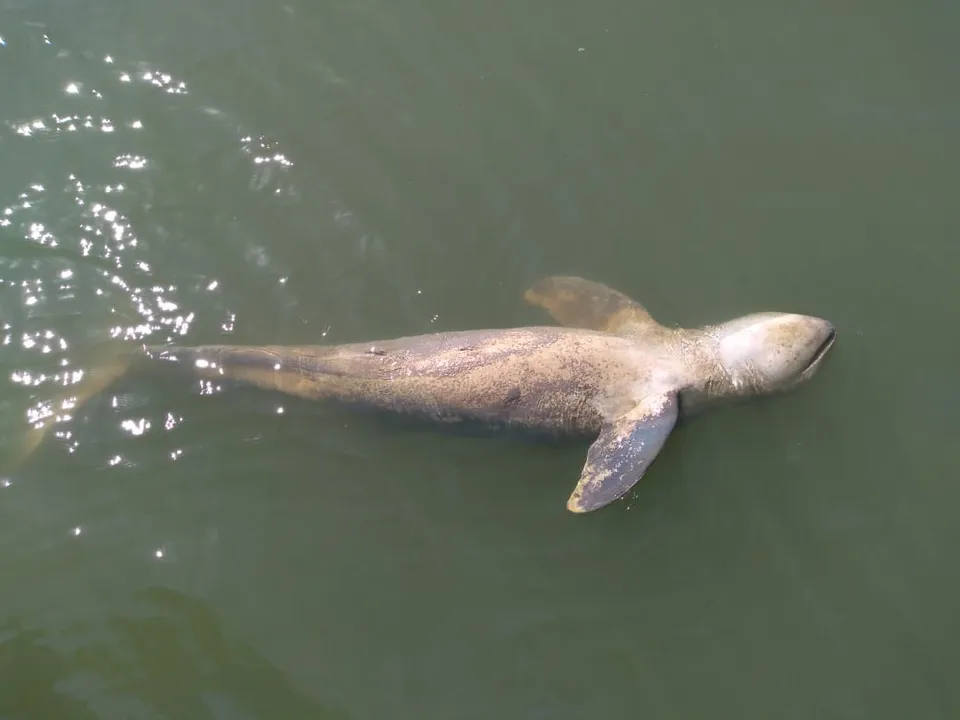  Irrawaddy dolphin carcass flating in Magarmukha channel 