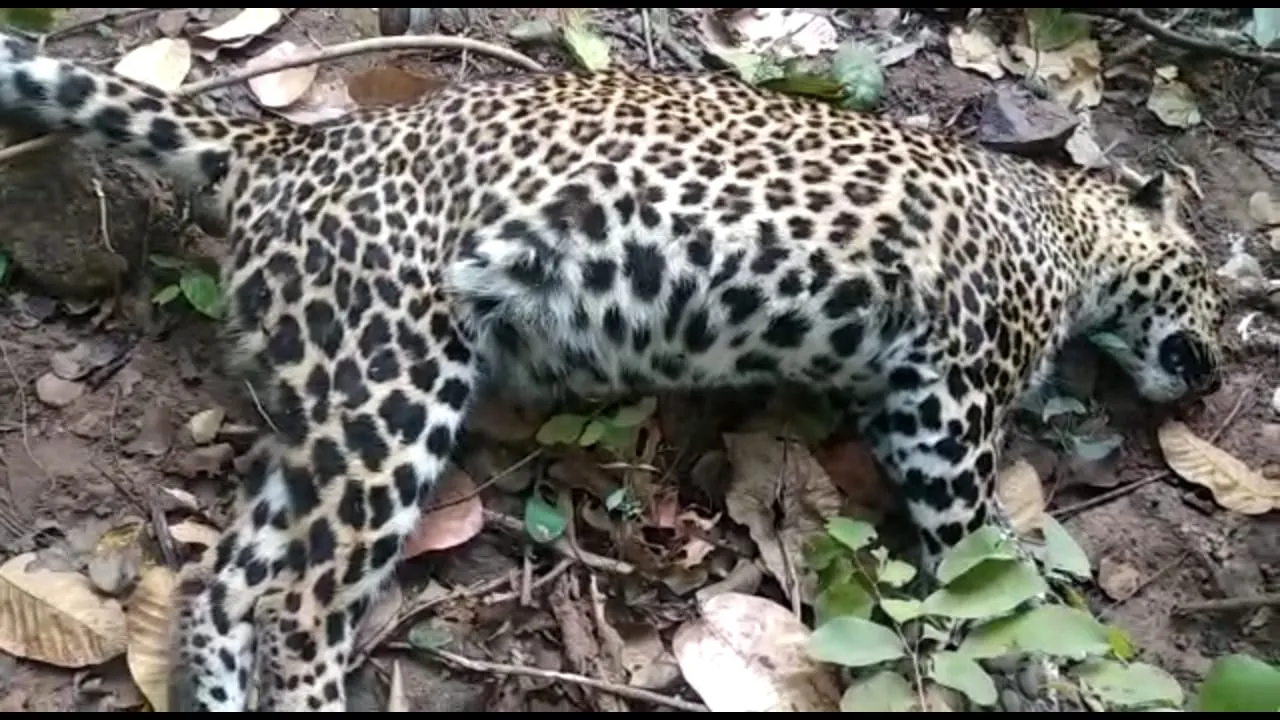  Leopard found dead in Odisha forest, second in week